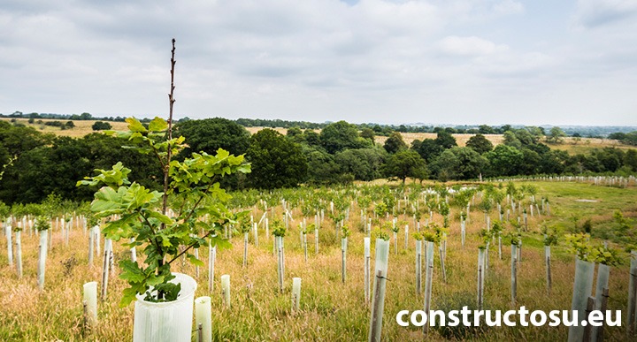 Plantare de padure stejar in camp